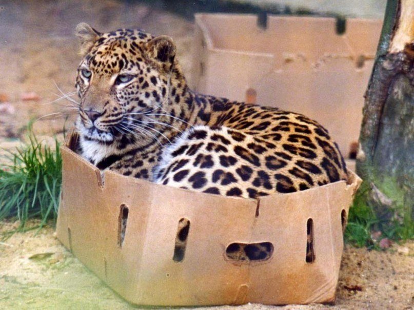 Кот Кот