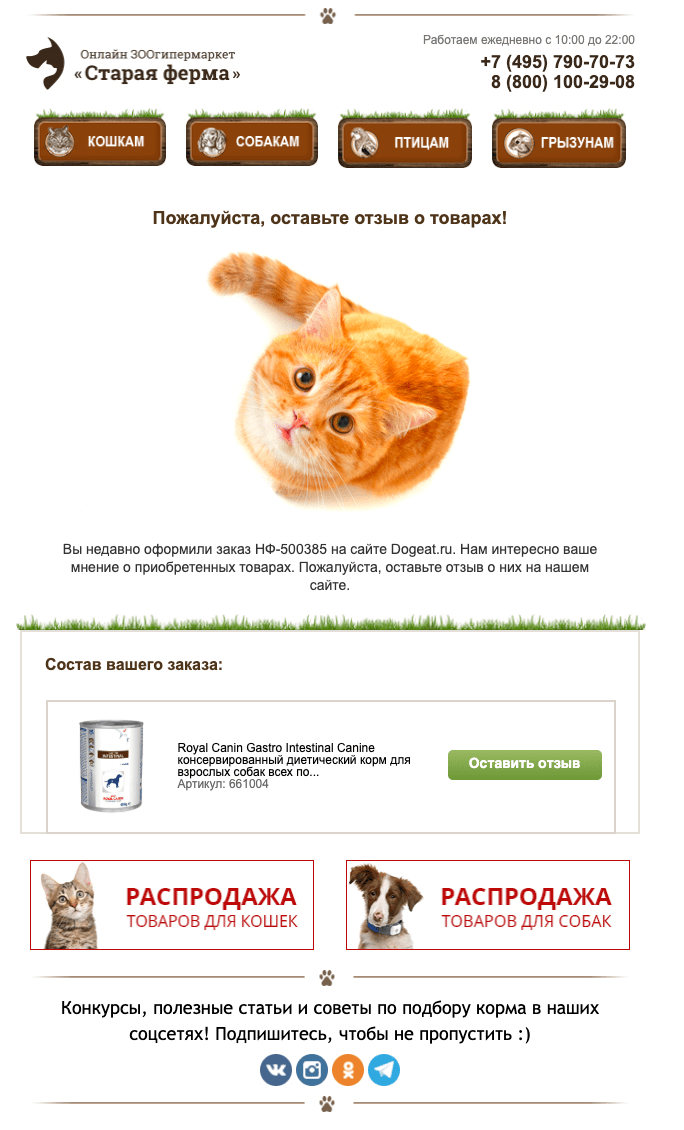 Рыжий котик повысил количество кликов